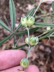 Pediomelum digitatum