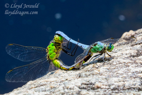 Eastern Pondhawk photographed in Rhode Island