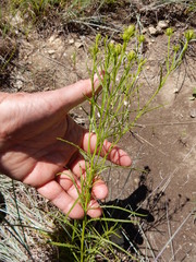 Dysodiopsis tagetoides