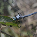 Great Blue Skimmer - Photo (c) Seth Wollney, some rights reserved (CC BY-NC)