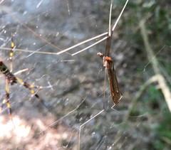 Brachypremna dispellens