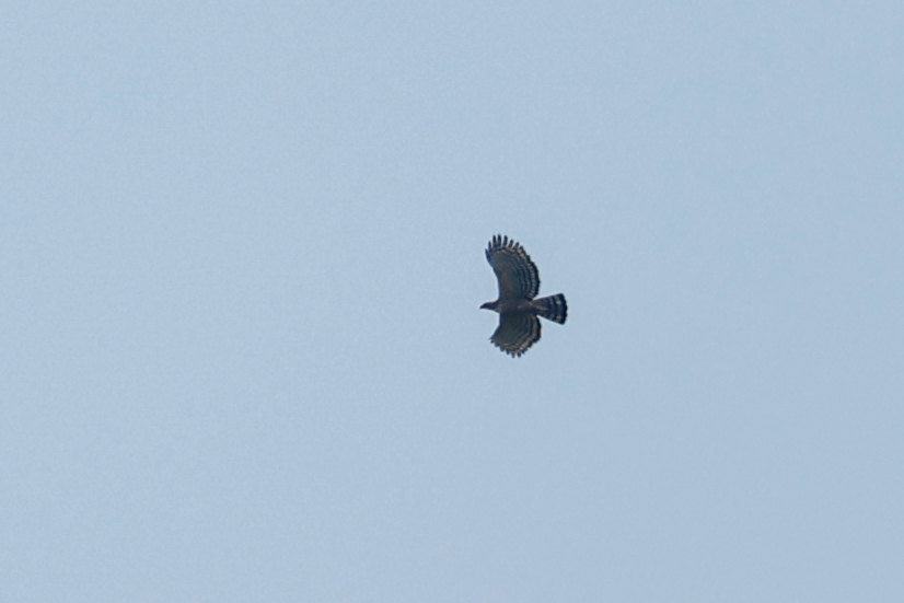 Legge's Hawk-Eagle (Nisaetus kelaarti), photo 8