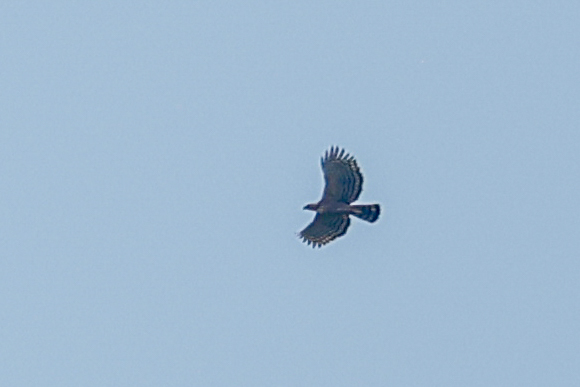 Legge's Hawk-Eagle (Nisaetus kelaarti), photo 7