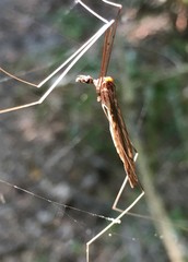 Brachypremna dispellens