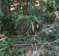 Brachypremna dispellens