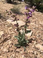 Penstemon carnosus