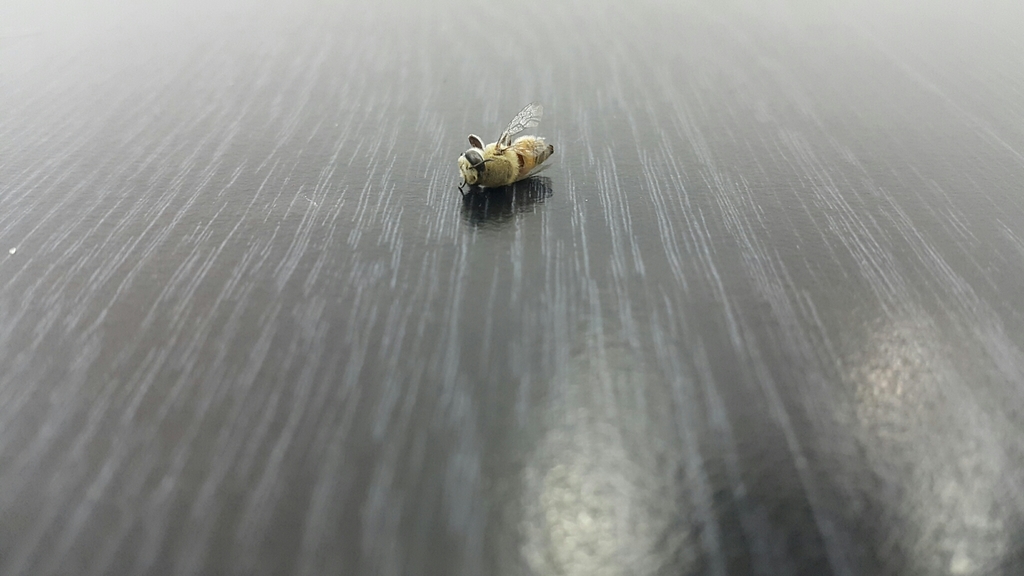 Megachile walkeri