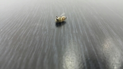 Megachile walkeri