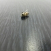 Megachile walkeri - Photo (c) Mohammad Marafi,  זכויות יוצרים חלקיות (CC BY-NC), הועלה על ידי Mohammad Marafi
