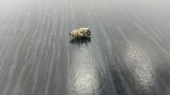 Megachile walkeri