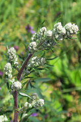 Chenopodium album