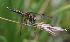 Nannothemis bella