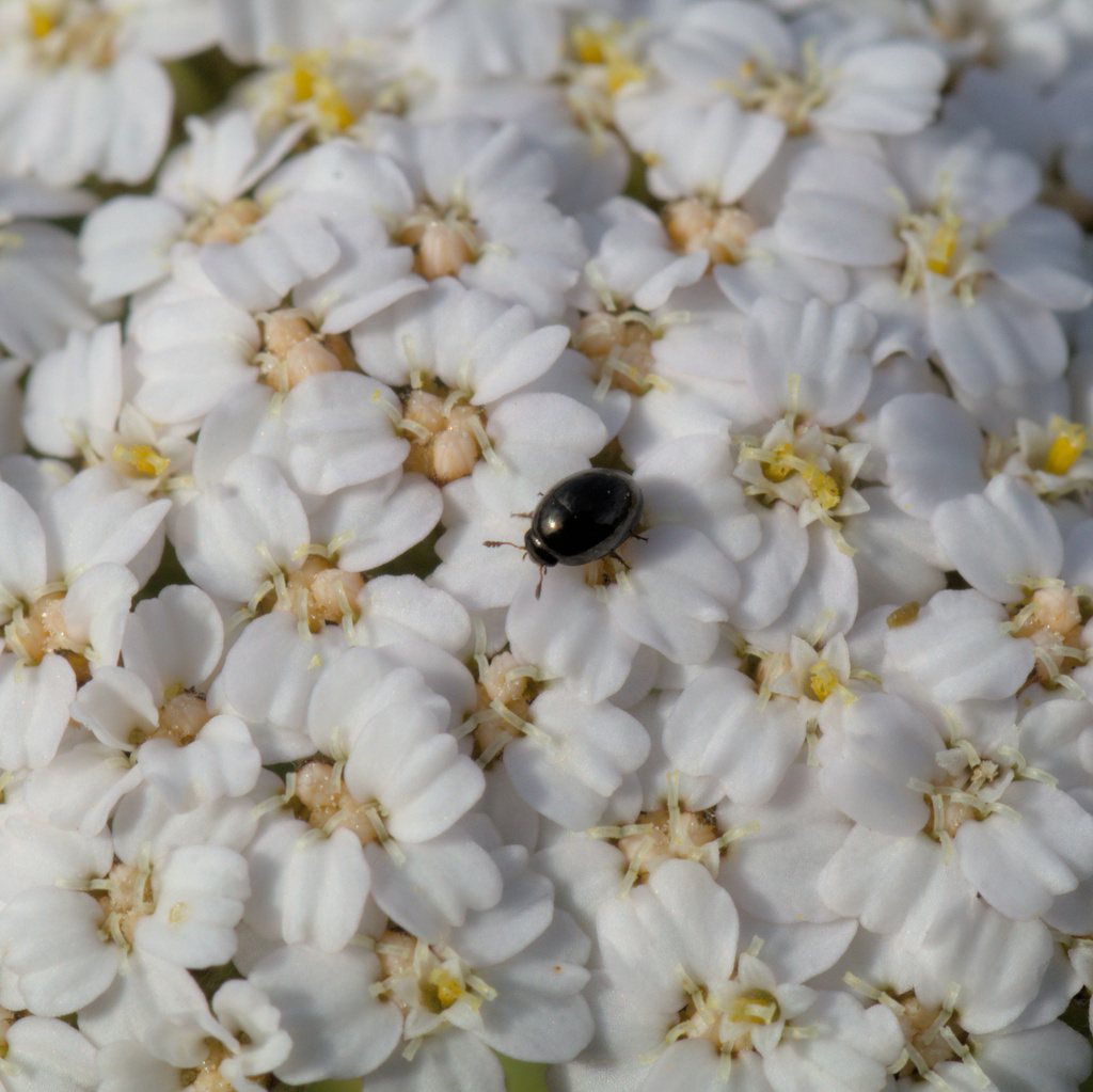 Olibrus millefolii