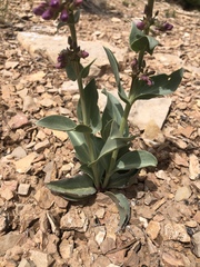 Penstemon carnosus