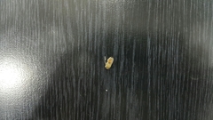 Megachile walkeri