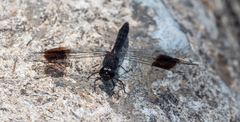 Brachythemis leucosticta