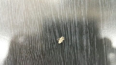 Megachile walkeri