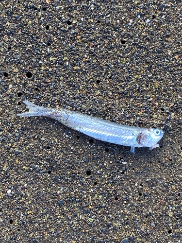 Encrasicholina punctifer