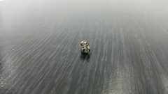 Megachile walkeri