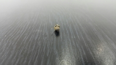 Megachile walkeri