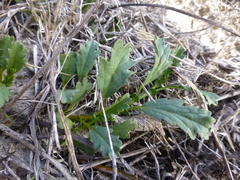 Hermannia grossularifolia