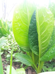 Lysichiton camtschatcensis