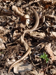 Anguis fragilis