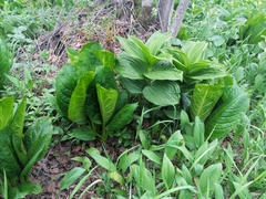 Lysichiton camtschatcensis
