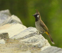 Pycnonotus leucogenys