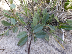 Hermannia grossularifolia