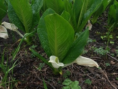 Lysichiton camtschatcensis