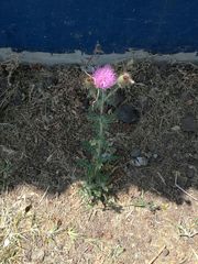 Cirsium rhaphilepis