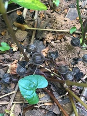 Endodeca serpentaria