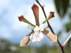 Encyclia belizensis