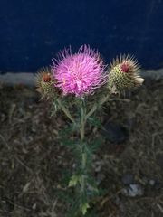 Cirsium rhaphilepis