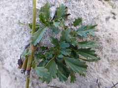 Hermannia grossularifolia