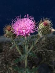 Cirsium rhaphilepis