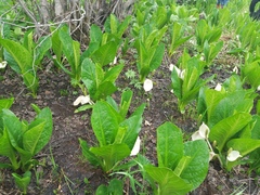 Lysichiton camtschatcensis