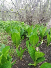Lysichiton camtschatcensis