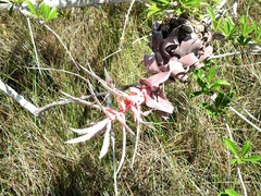 Tillandsia streptophylla