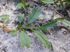 Hermannia grossularifolia