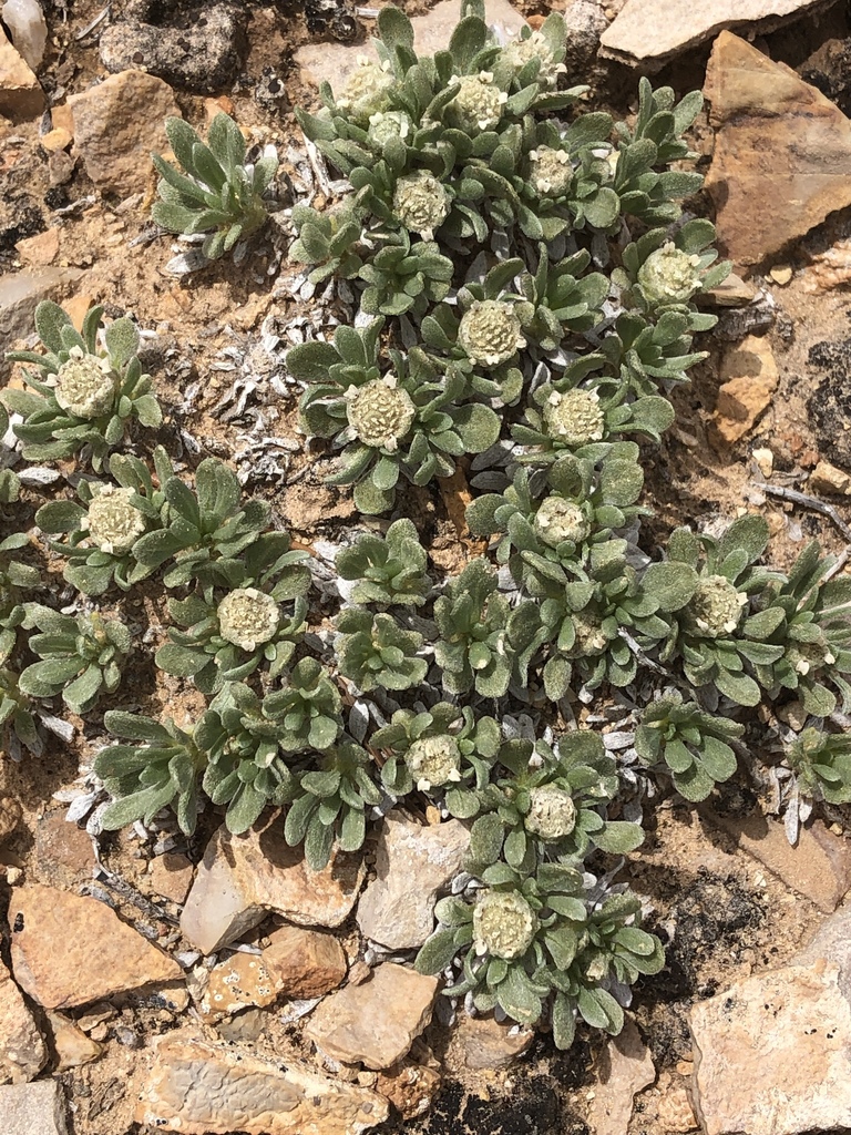 wild quinines