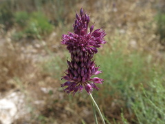 Allium phanerantherum, photograph (c) Nachman bones, some rights reserved (CC BY)