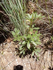 Pediomelum cuspidatum