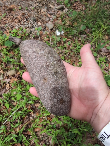 Hymenaea courbaril - Whole tree