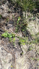 Chthamalia pubiflora image