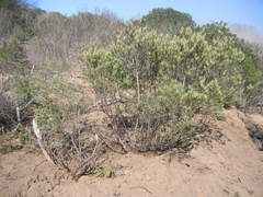 Ornithostaphylos oppositifolia