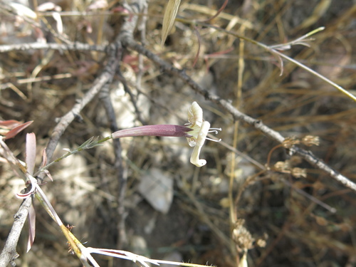 Large Campion (Silene swertiifolia)