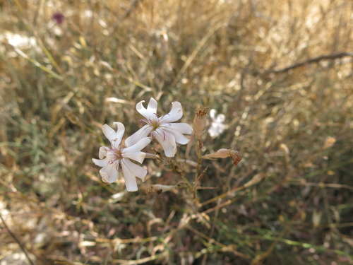 Image of Silene swertiifolia by (c) Nachman bones, some rights reserved (CC BY)