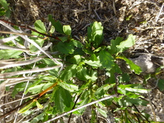Hermannia grossularifolia